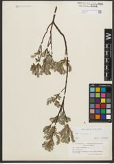 Foto von Salix repens L.